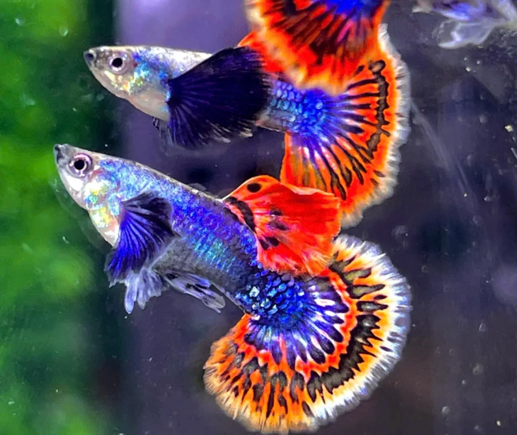 Best pet fish